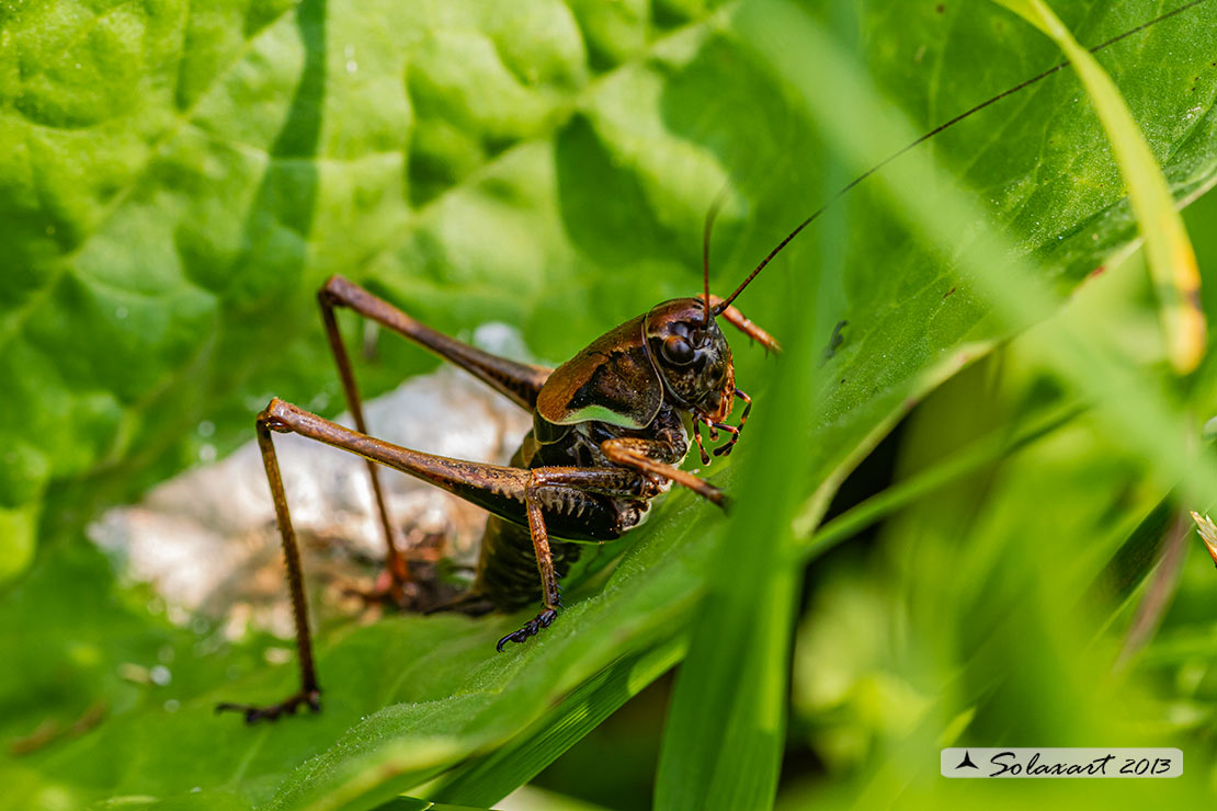 Pholidoptera aptera maschio