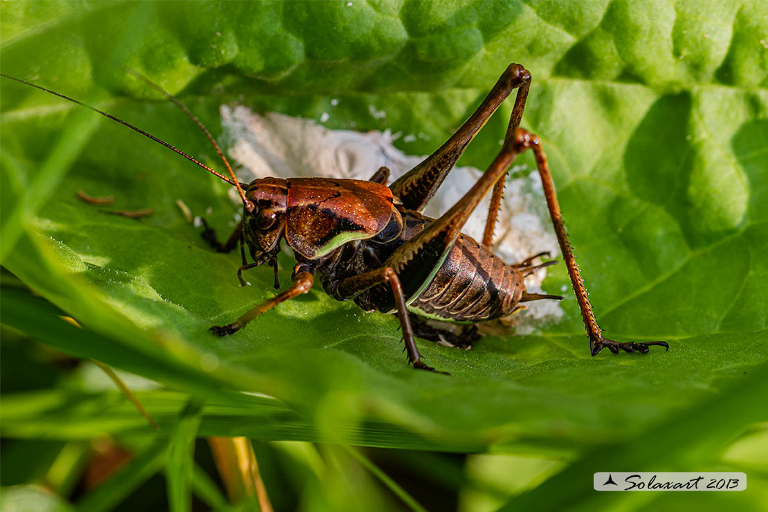 Pholidoptera aptera maschio