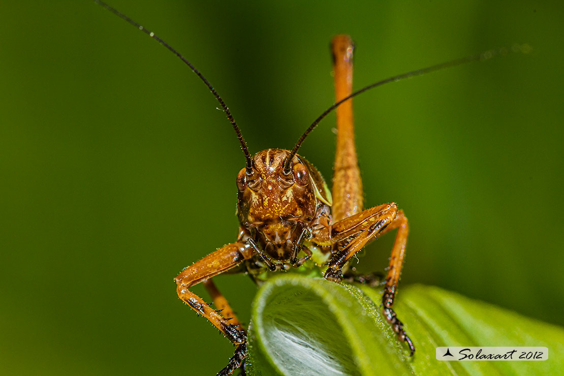 Pholidoptera aptera maschio