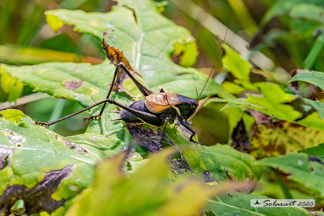 Pholidoptera aptera maschio