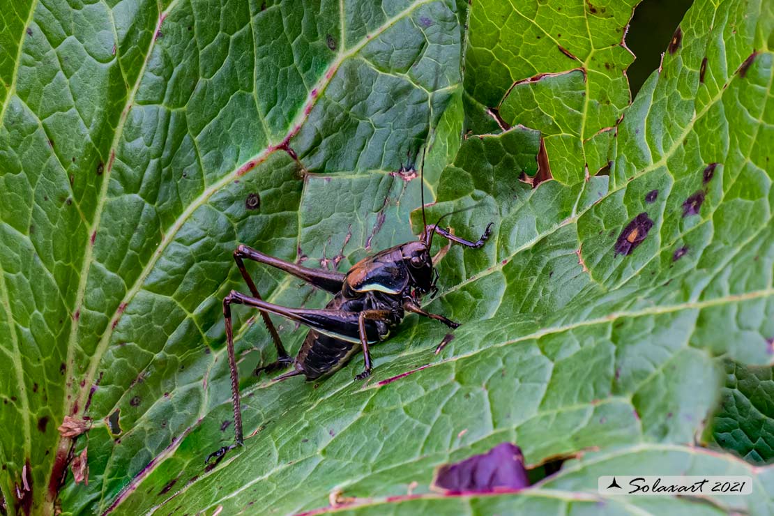 Pholidoptera aptera maschio