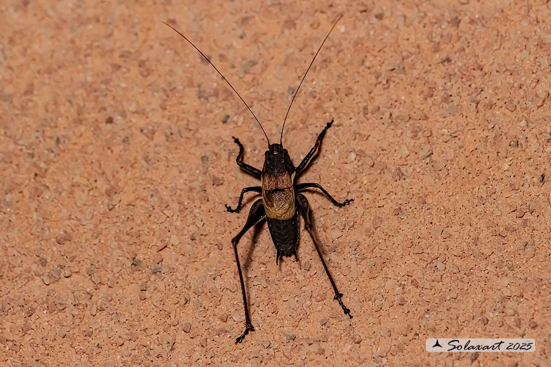 Pholidoptera aptera maschio