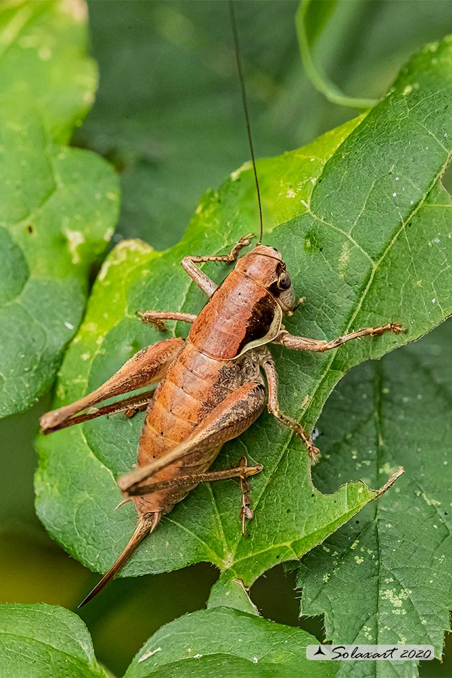 Pholidoptera fallax femmina