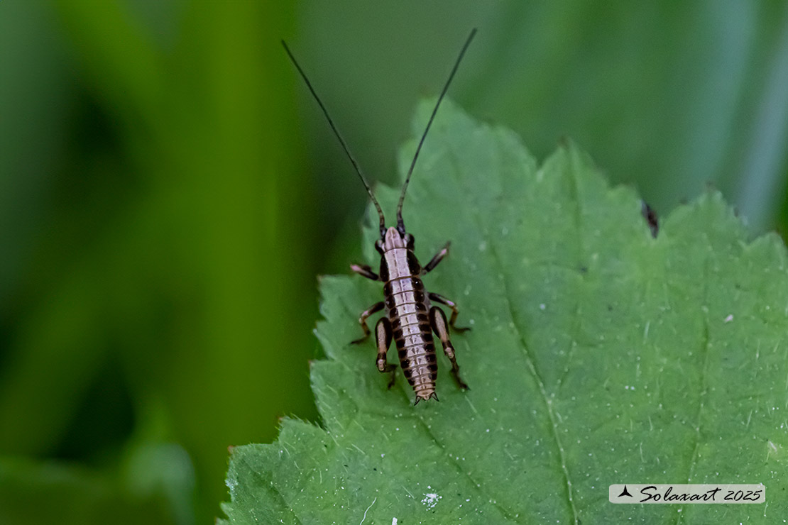 Pholidoptera griseoaptera maschio