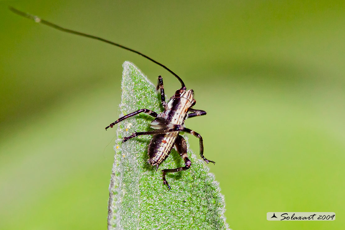 Pholidoptera griseoaptera maschio