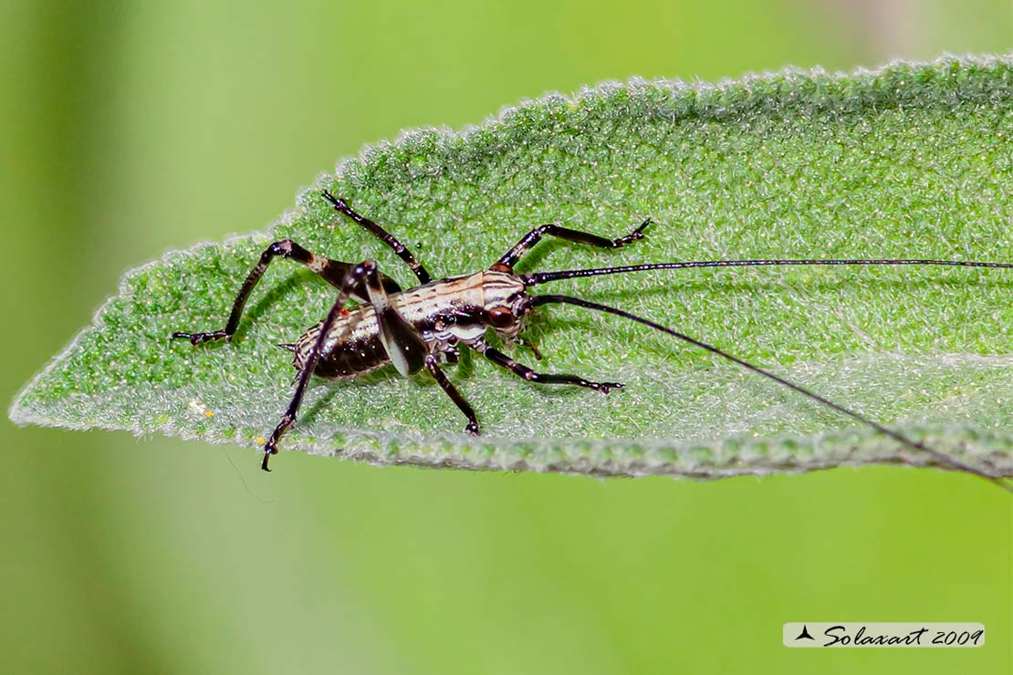Pholidoptera griseoaptera maschio