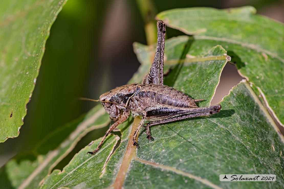 Pholidoptera griseoaptera maschio