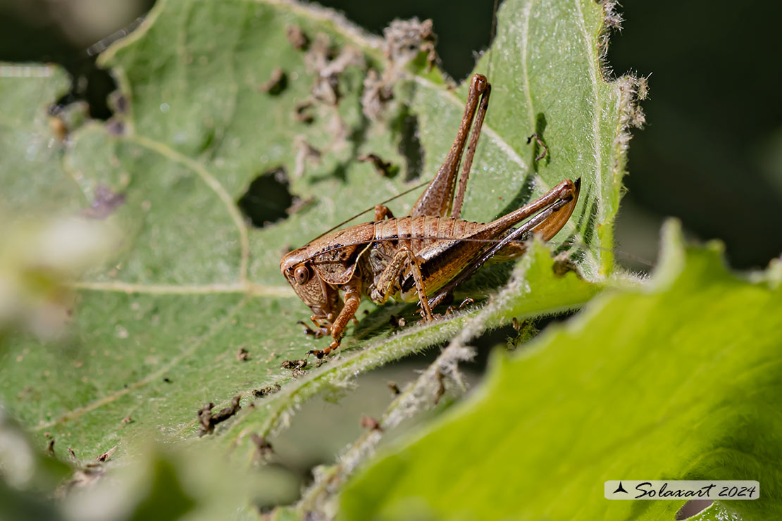 Pholidoptera griseoaptera maschio