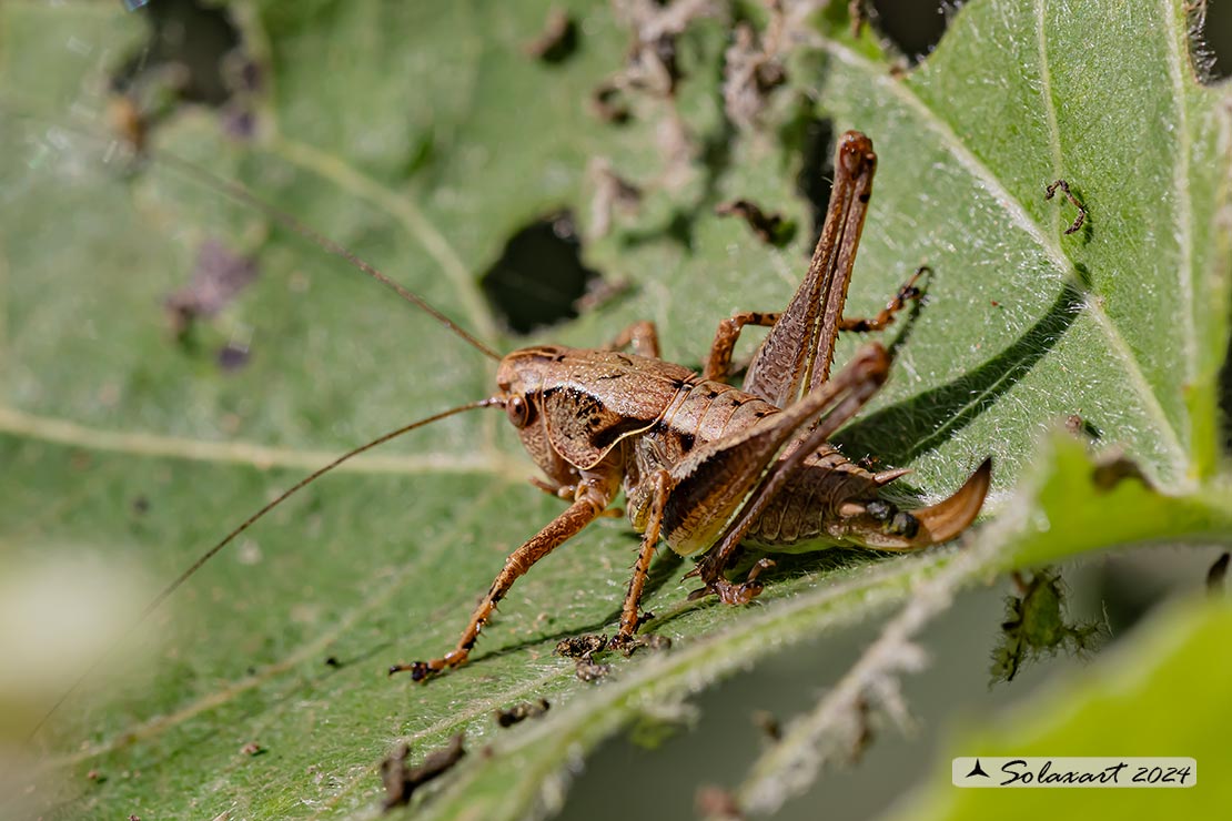 Pholidoptera griseoaptera maschio