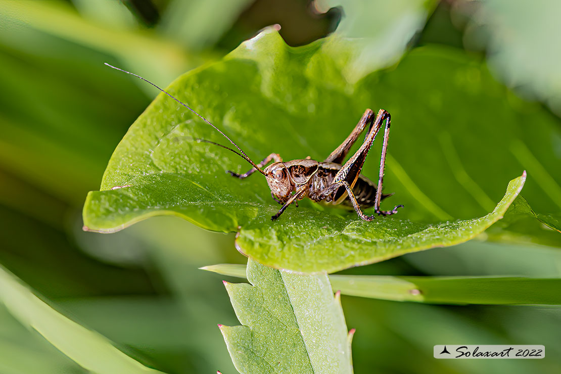 Pholidoptera griseoaptera maschio