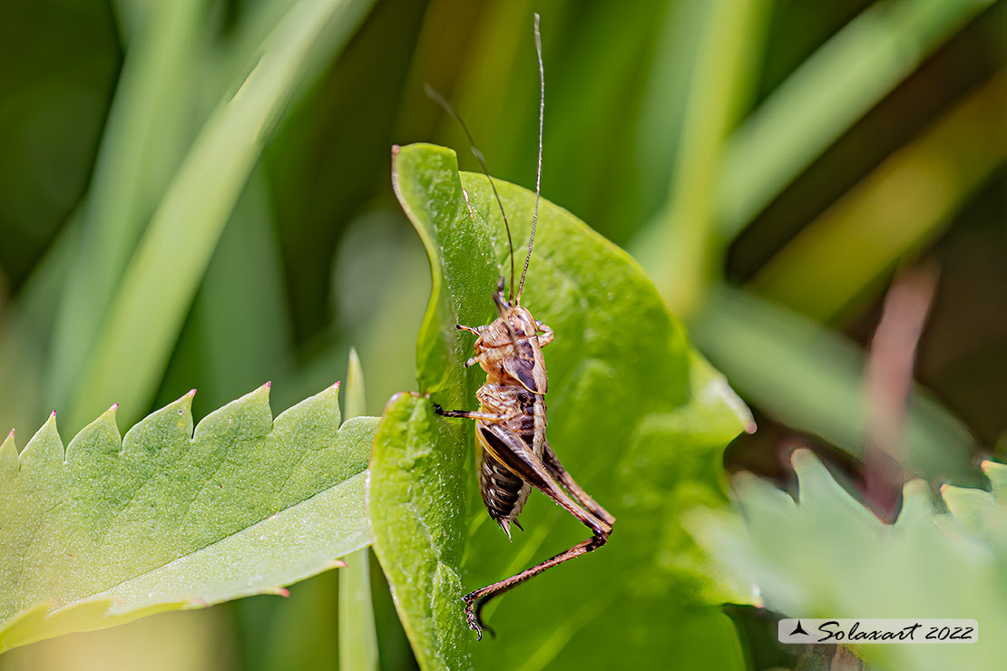 Pholidoptera griseoaptera maschio