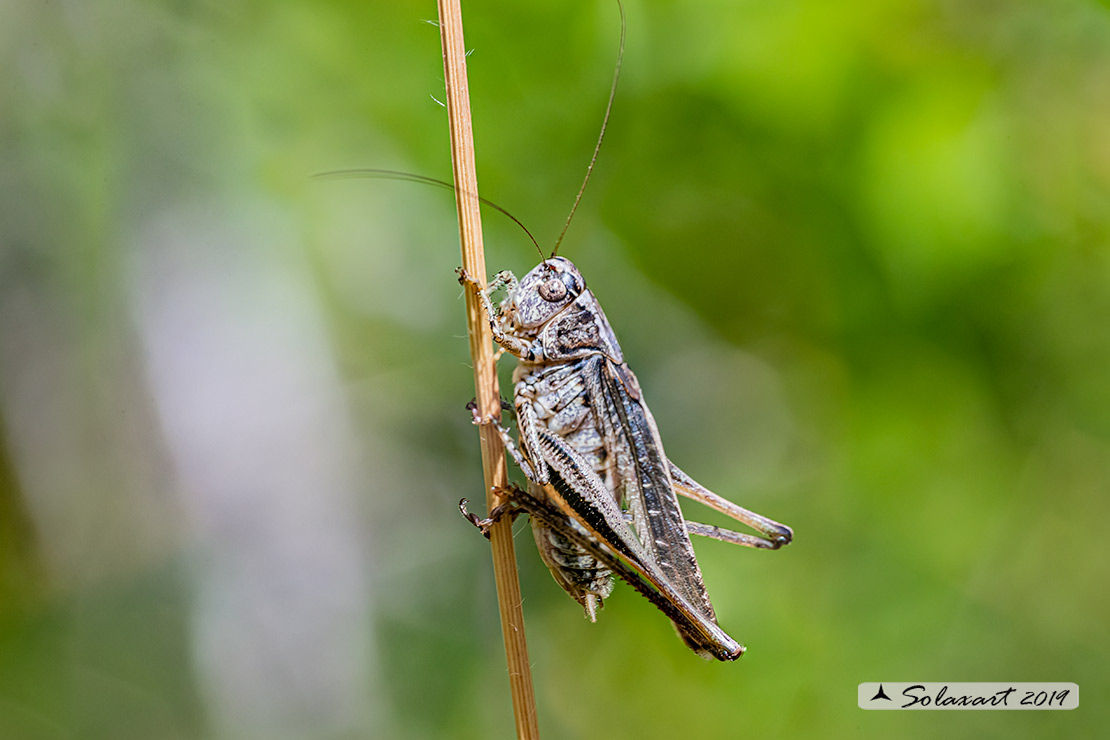Platycleis grisea maschio