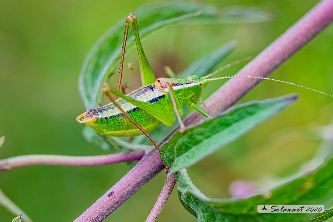 Poecilimon jonicus superbus