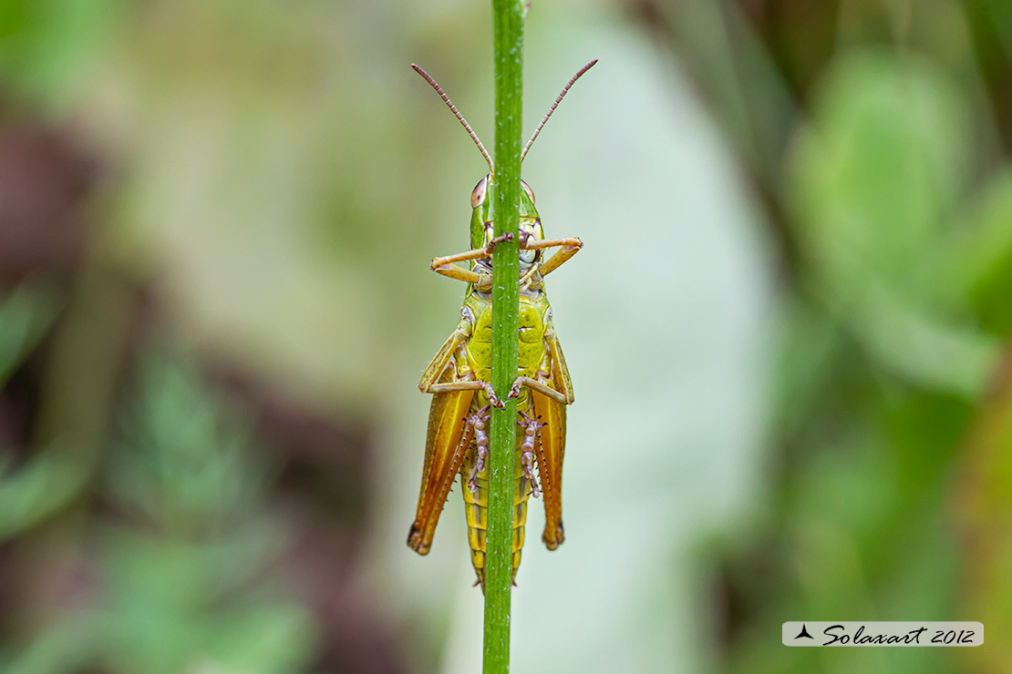 Pseudochorthippus parallelus