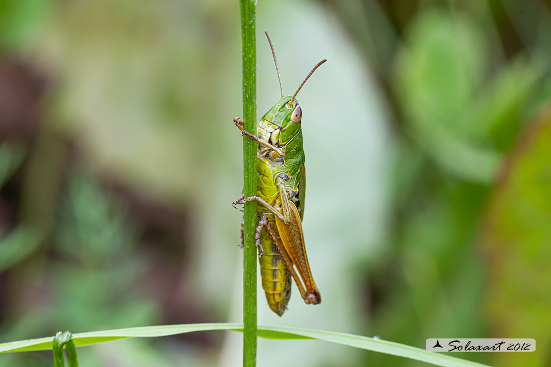 Pseudochorthippus parallelus