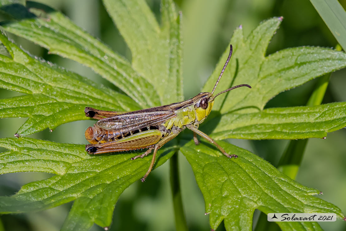 Pseudochorthippus parallelus