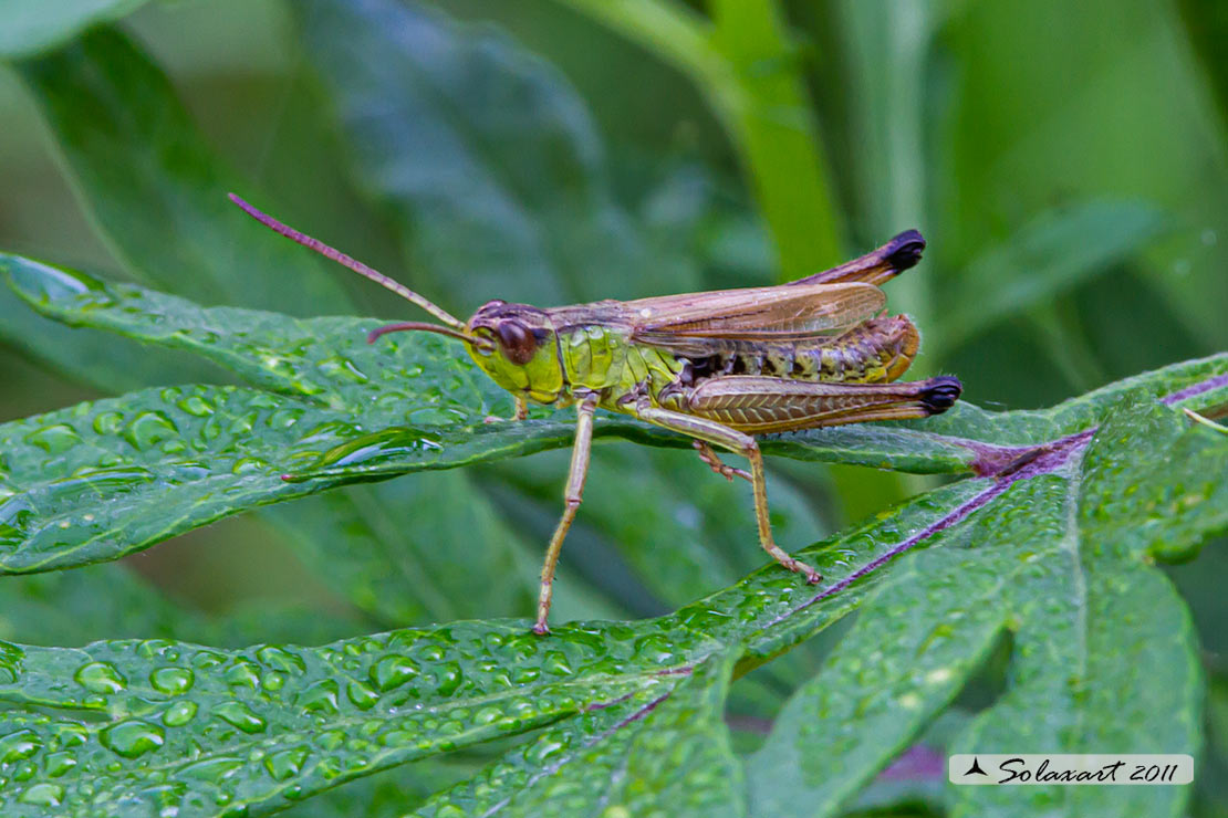 Pseudochorthippus parallelus