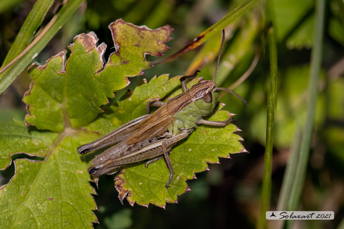 Pseudochorthippus parallelus