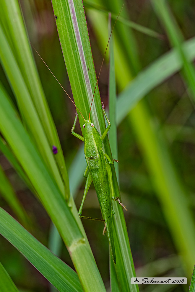 Ruspolia nitidula