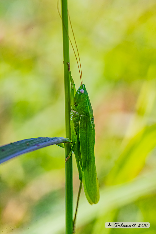 Ruspolia nitidula