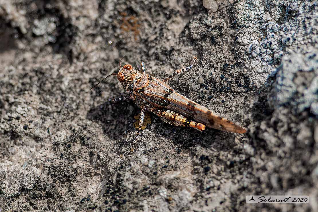 Sphingonotus uvarovi