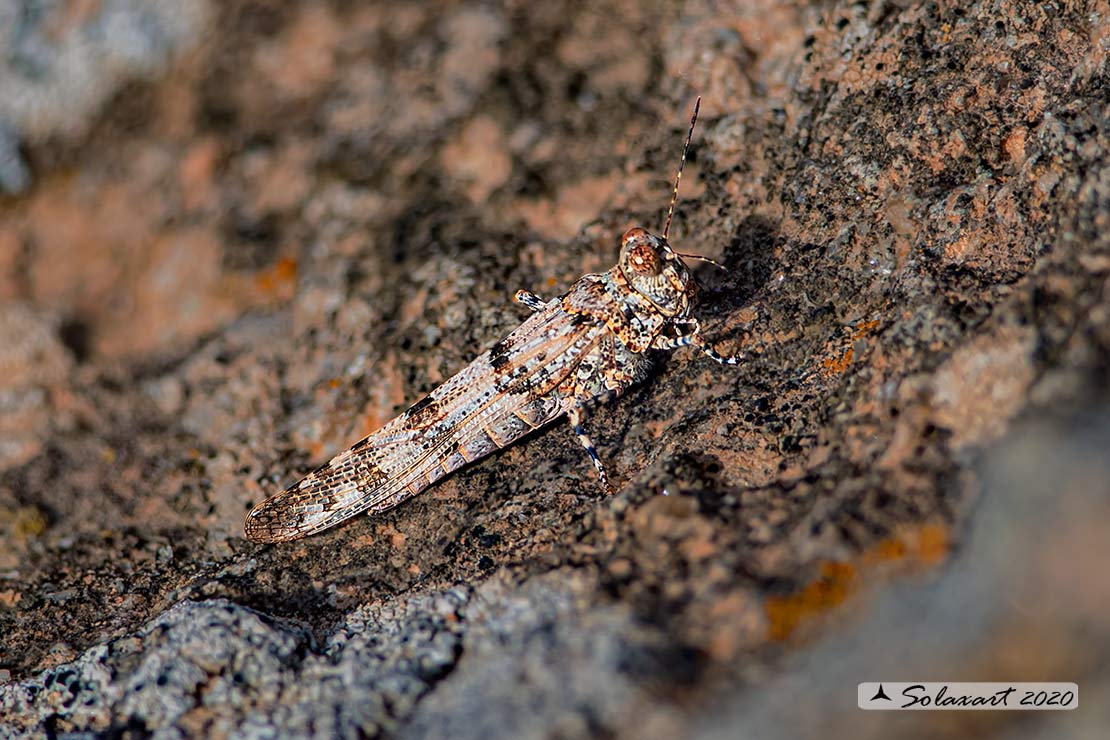 Sphingonotus uvarovi