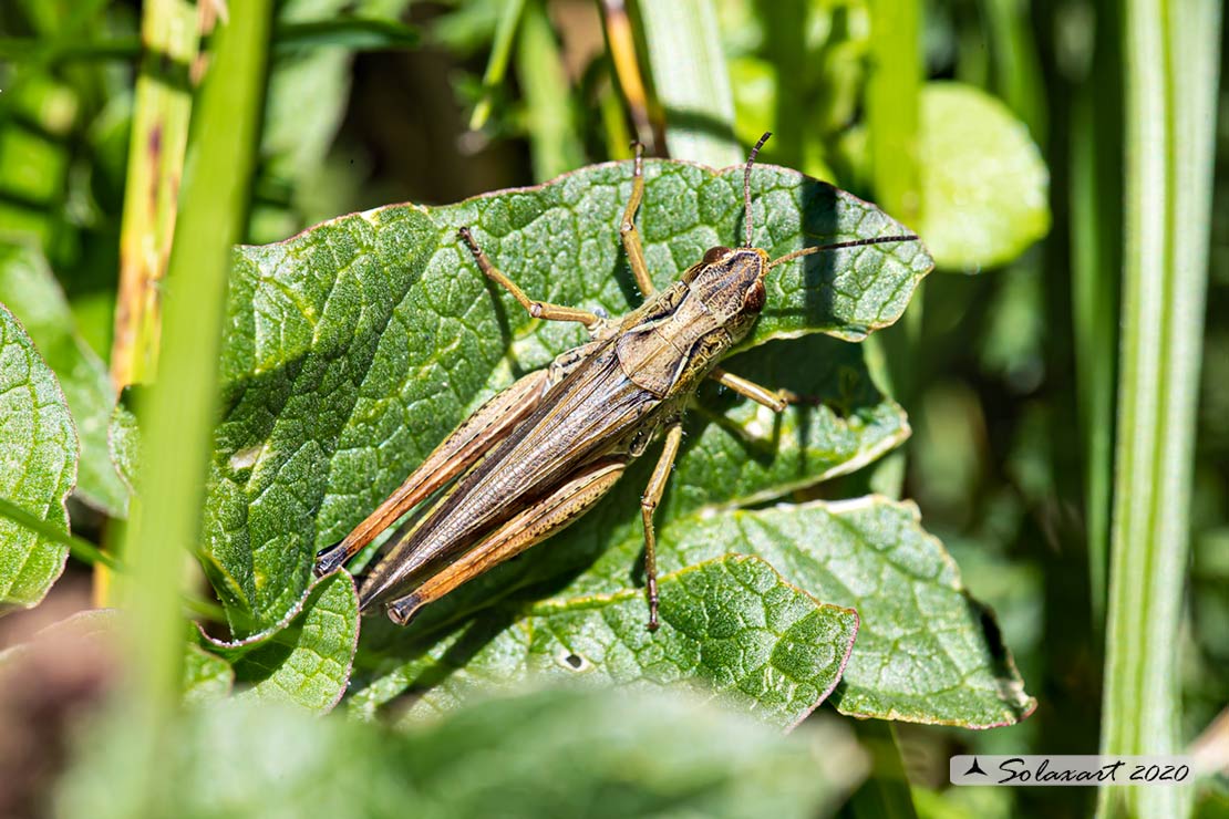 Staurodeus scalaris