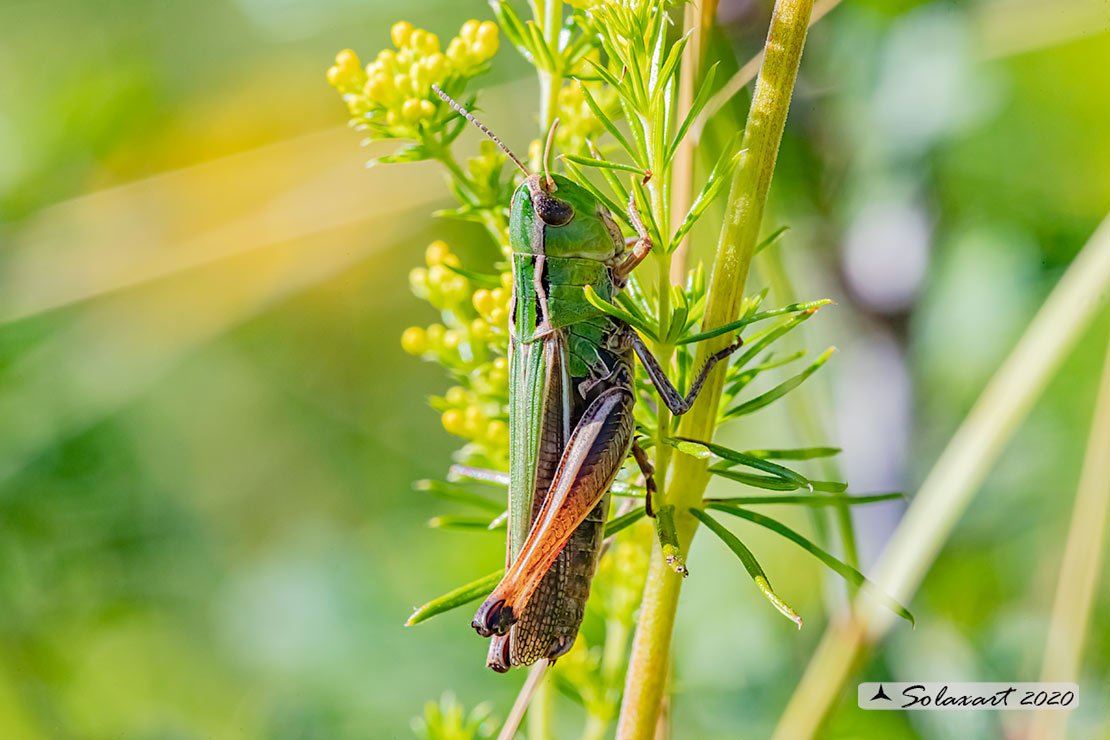 Stenobothrus lineatus