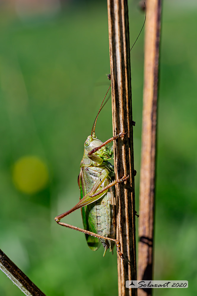 Tettigonia cantans