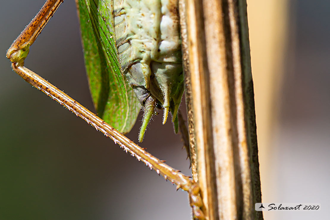 Tettigonia cantans