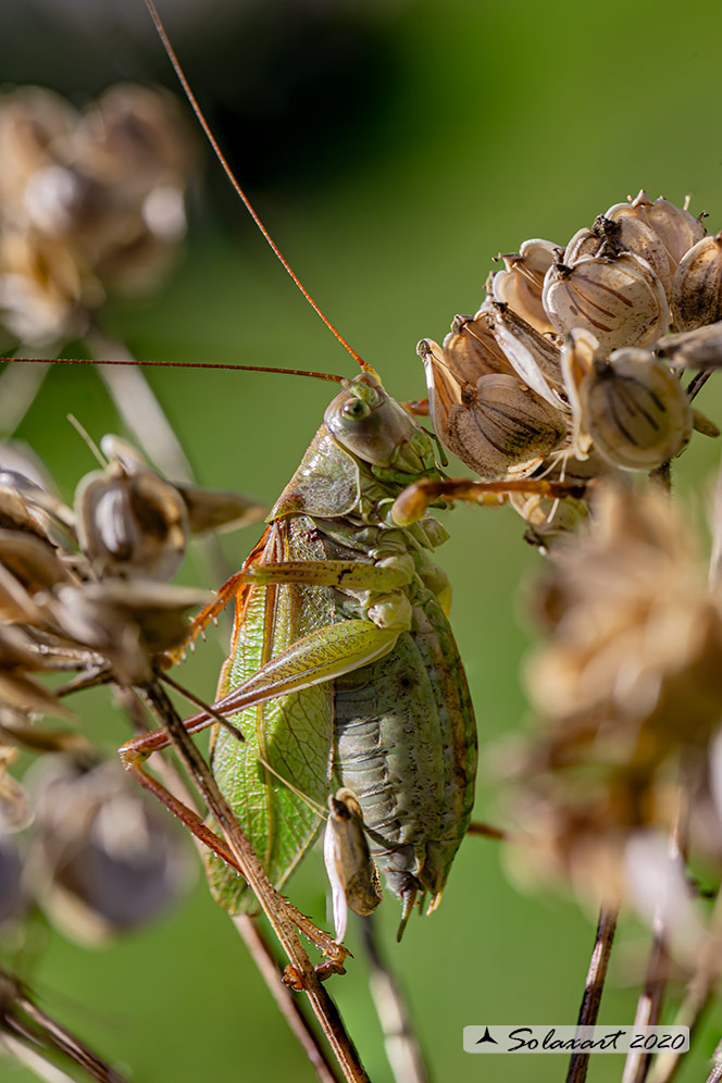 Tettigonia cantans