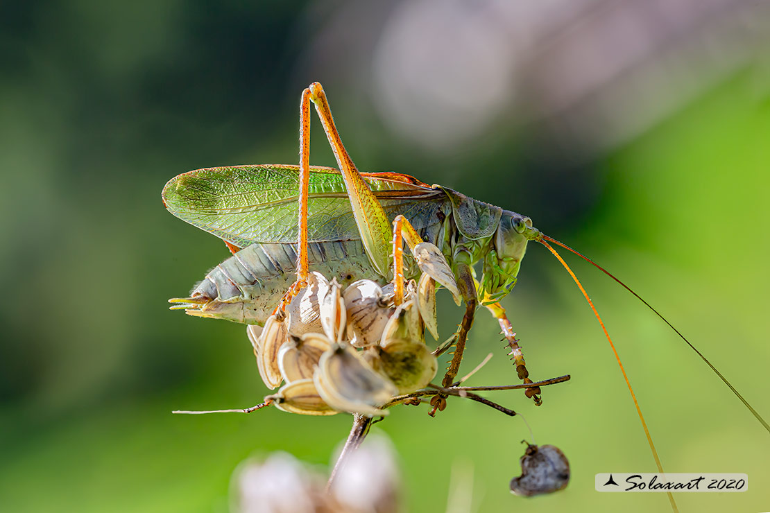 Tettigonia cantans