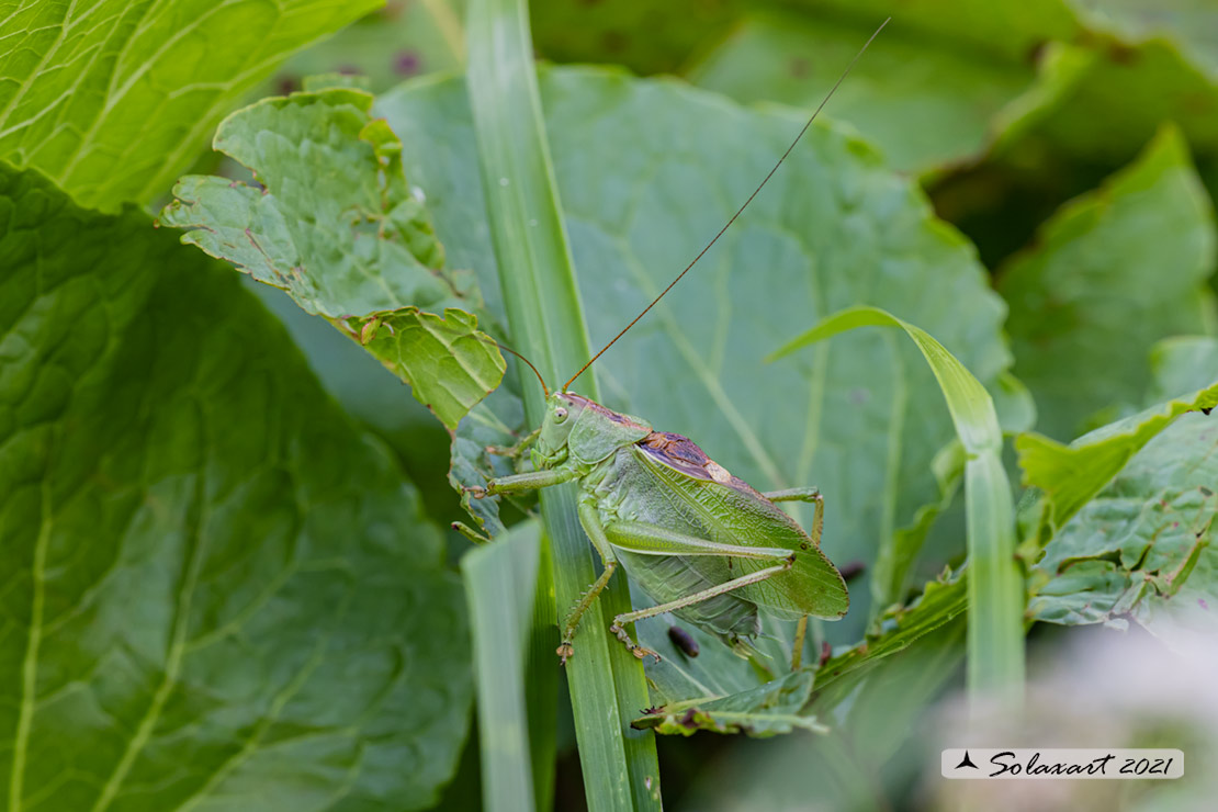 Tettigonia cantans