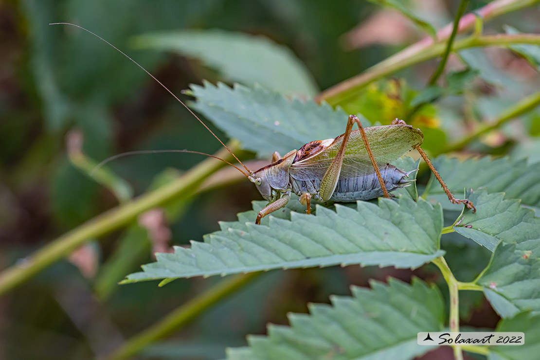 Tettigonia cantans