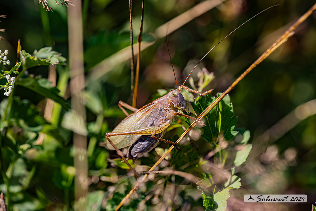 Tettigonia cantans