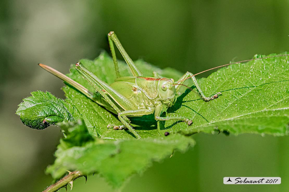 Tettigonia viridissima