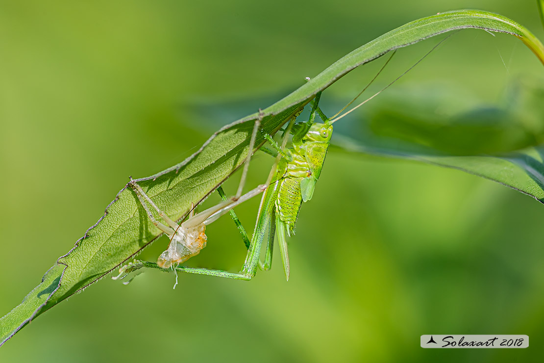 Tettigonia viridissima