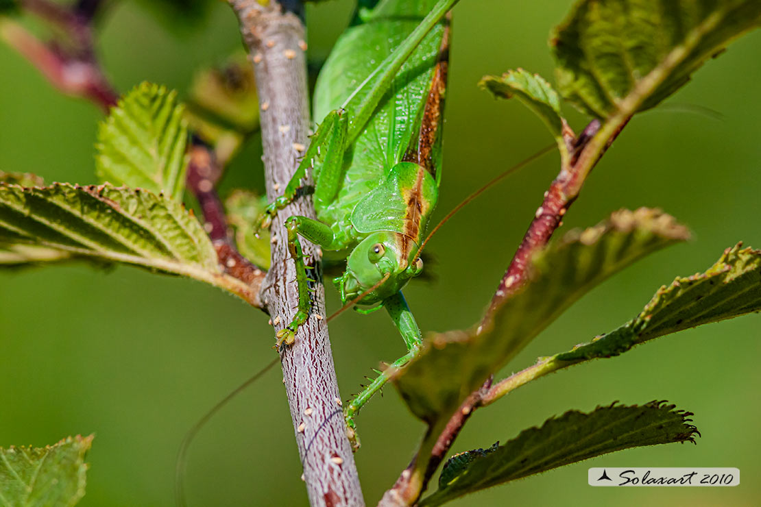 Tettigonia viridissima