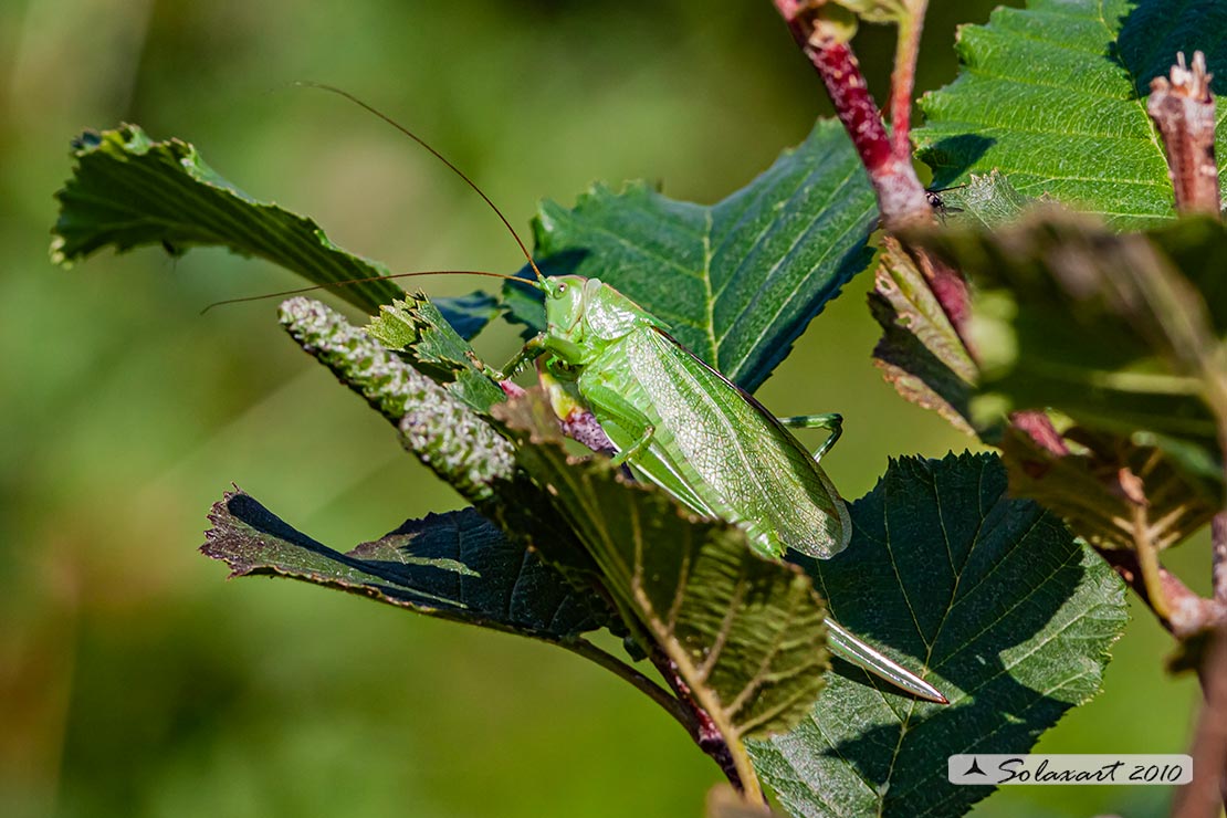 Tettigonia viridissima
