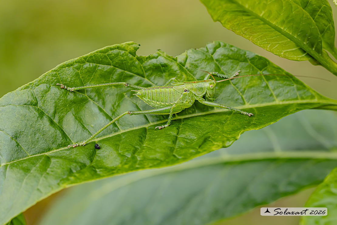 Tettigonia viridissima nymph