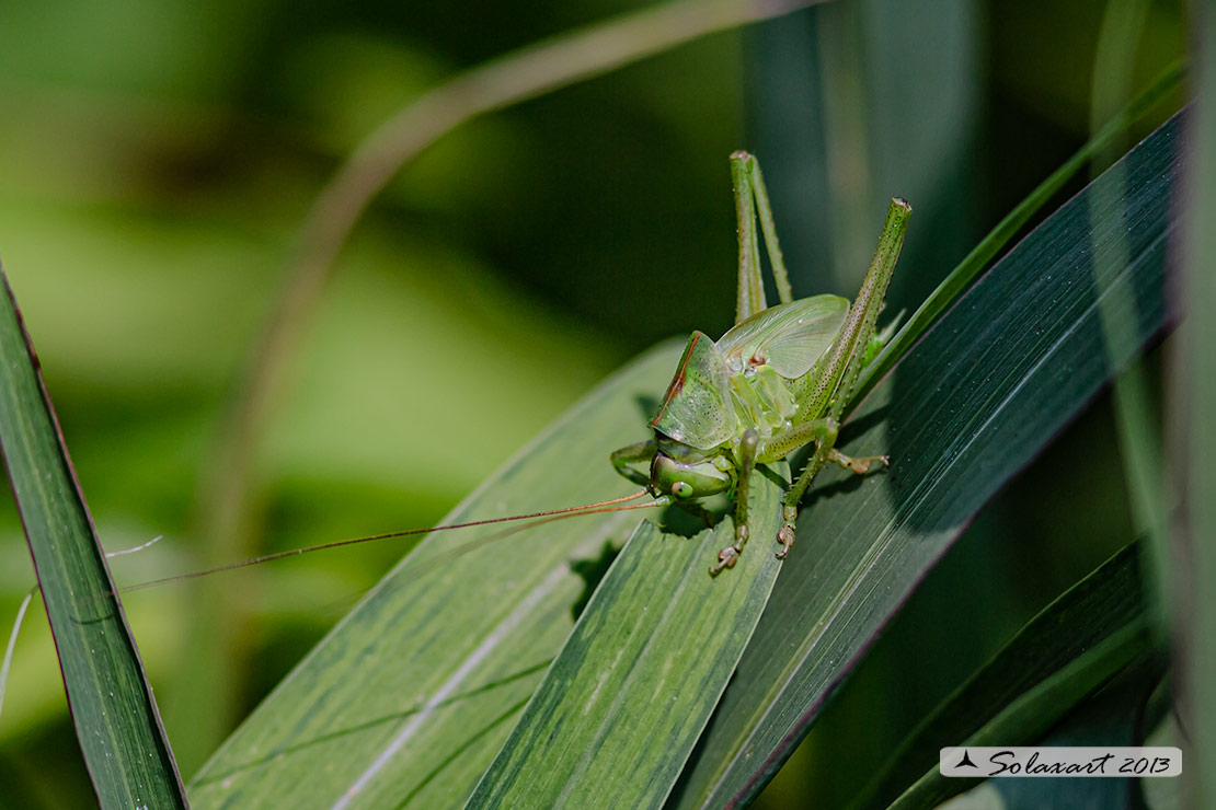 Tettigonia viridissima maschio juv