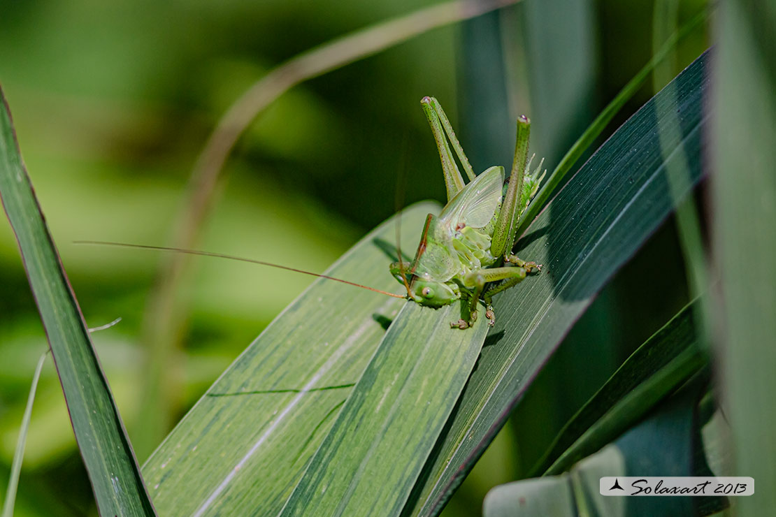 Tettigonia viridissima maschio juv