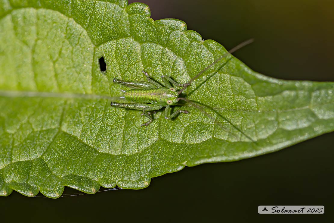 Tettigonia viridissima neanide