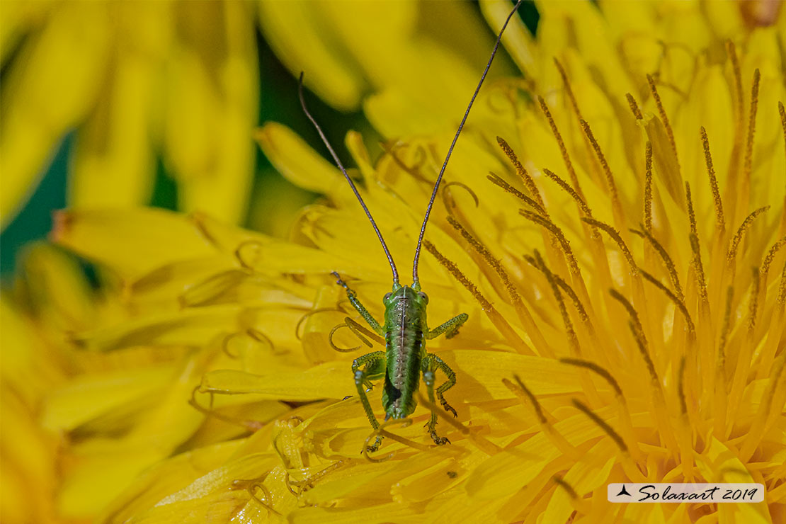 Tettigonia viridissima neanide