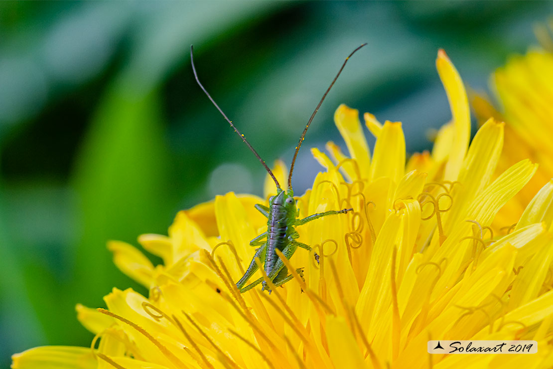 Tettigonia viridissima neanide