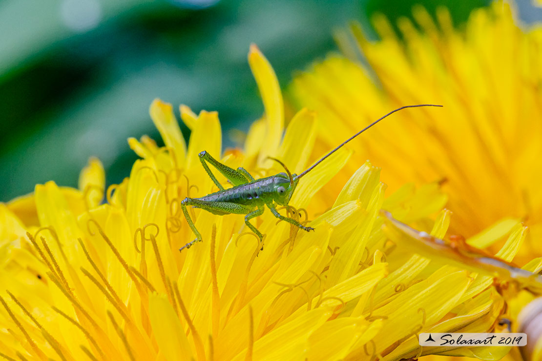 Tettigonia viridissima neanide