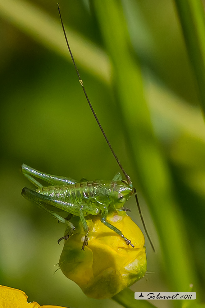 Tettigonia viridissima ninfa