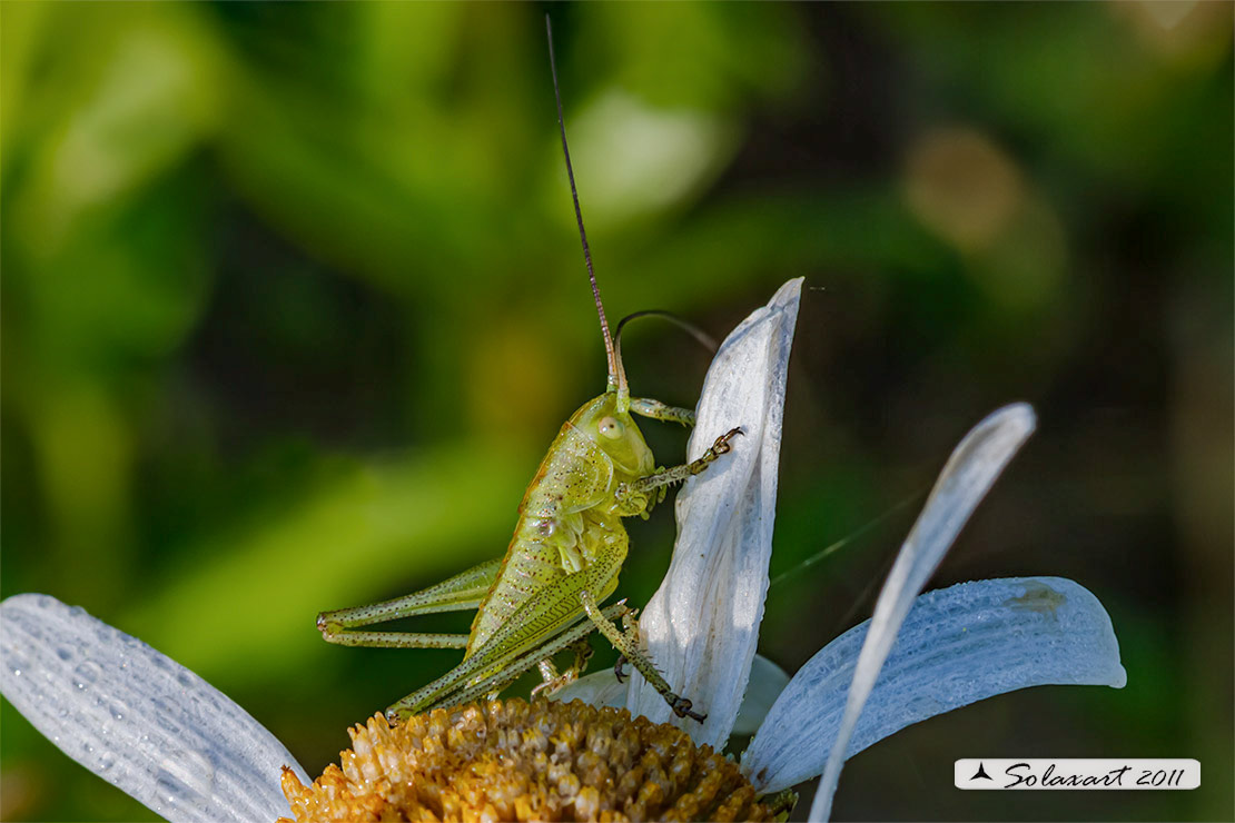 Tettigonia viridissima ninfa