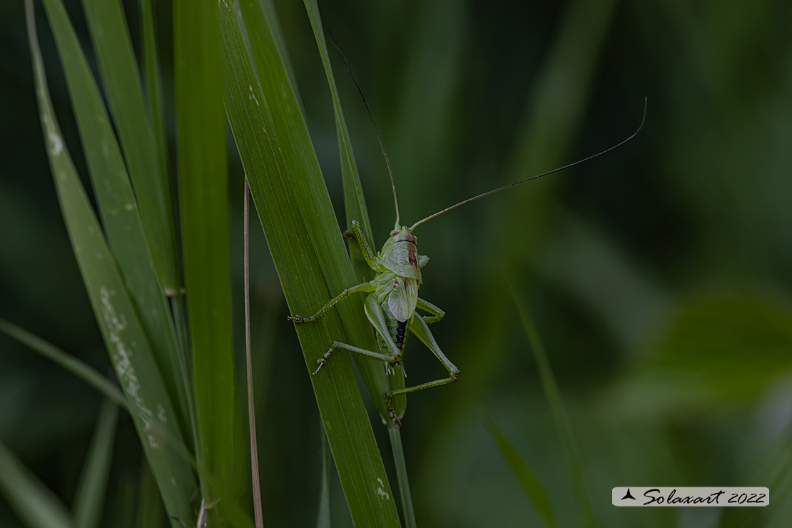 Tettigonia viridissima neanide