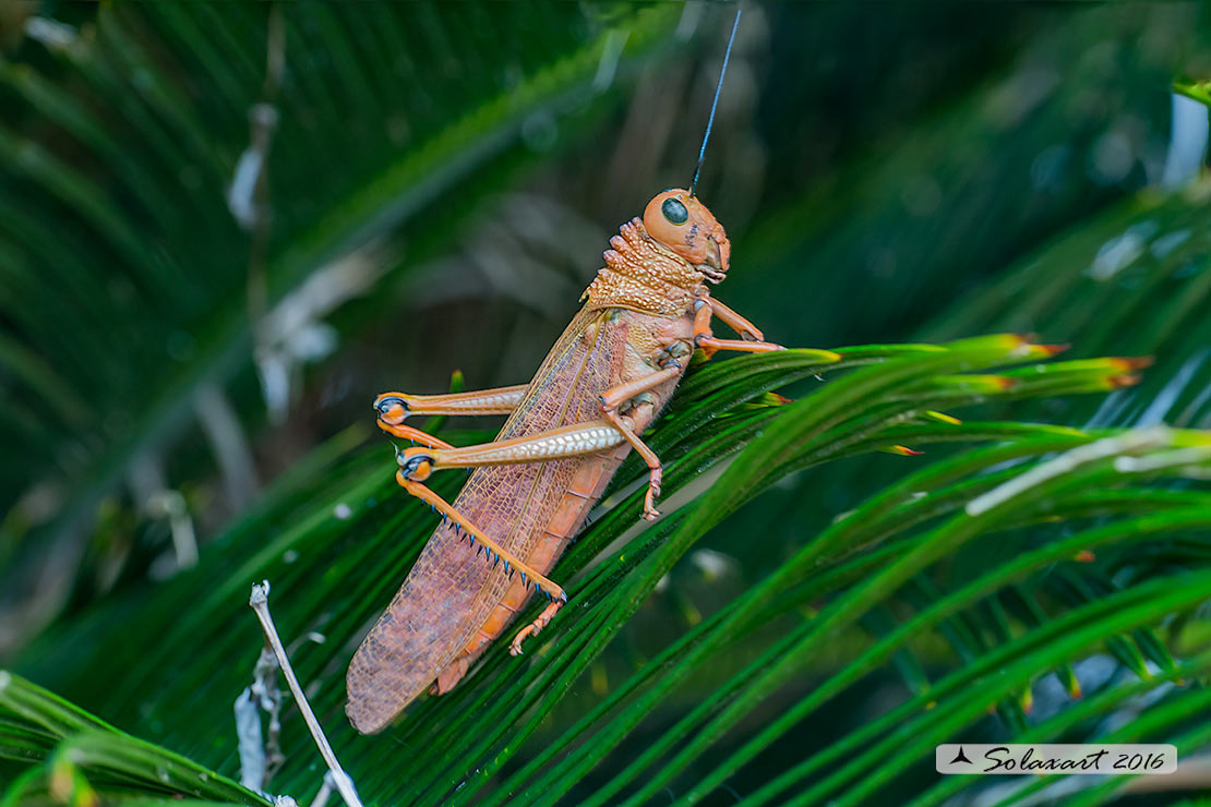 Tropidacris cristata dux :  Common Giant grasshopper 